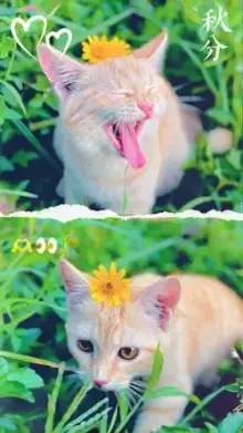 2 Photos Template CapCut template