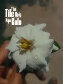 Bangla Liyrcs CapCut template