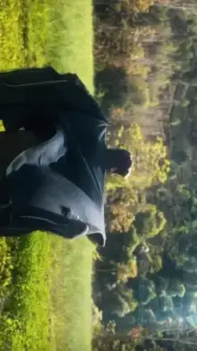 Cinematic Slowmo CapCut template