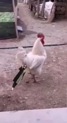 Kentut Ayam CapCut template