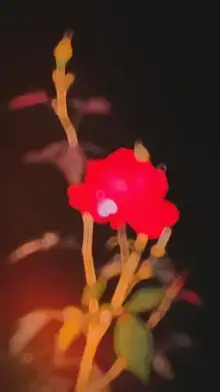 New Slowmotion CapCut template