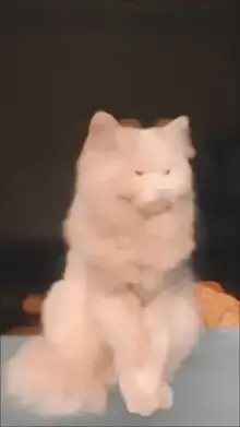 Slow-motion Template CapCut template